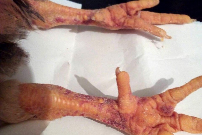 1 Pidshkirni krovovylyvy na lapakh