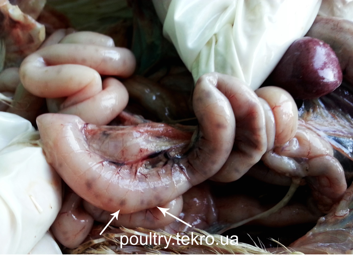 Дванадцятипала кишка курей-бройлерів. Дифузні крововиливи у вигляді «бляшок» на серозних покривах Дванадцятипала кишка курей-бройлерів. Дифузні крововиливи у вигляді «бляшок» на серозних покривах