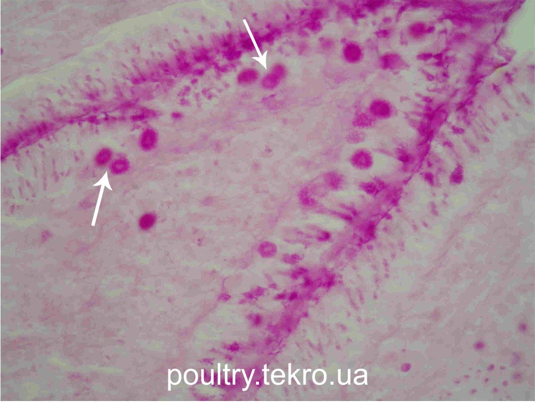 Макрогамети, які розмножуються в ентероцитах ворсинок дванадцятипалої кишки курей-бройлерів. ШИК реакція. Х 400 Макрогамети, які розмножуються в ентероцитах ворсинок дванадцятипалої кишки курей-бройлерів. ШИК реакція. Х 400