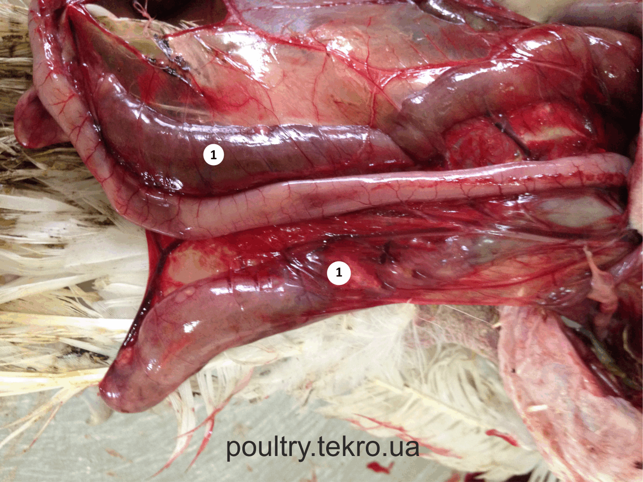 Збільшення сліпих кишок за рахунок накопичення кров’яних згустків Збільшення сліпих кишок за рахунок накопичення кров’яних згустків