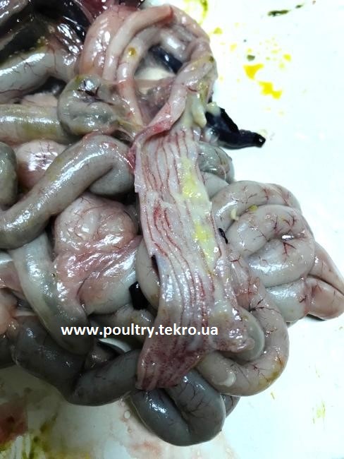 1 Smugastі krovovilivi u prjamіj kishcі pticі pri hvorobі Njukasla