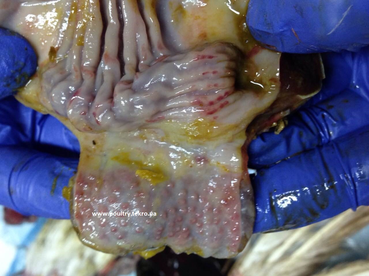 2 Krapkovі krovovilivi u slizovіj oboloncі zalozistogo ta mjazovogo shlunku