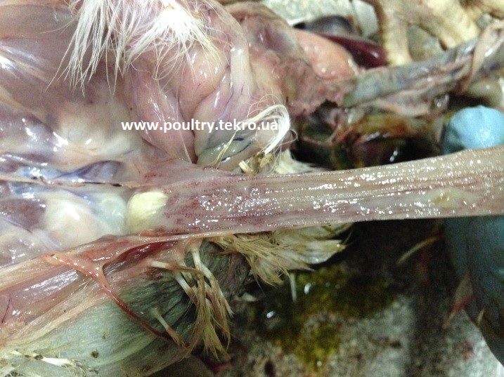 4 Krapkovі krovovilivi na slizovіj oboloncі prjamoї kishki