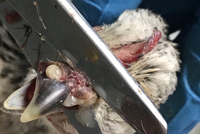 4 Serozno-kataralnyi synusyt