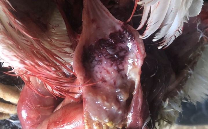 5 Masovi krovovylyvy v zalozystomu shlunku