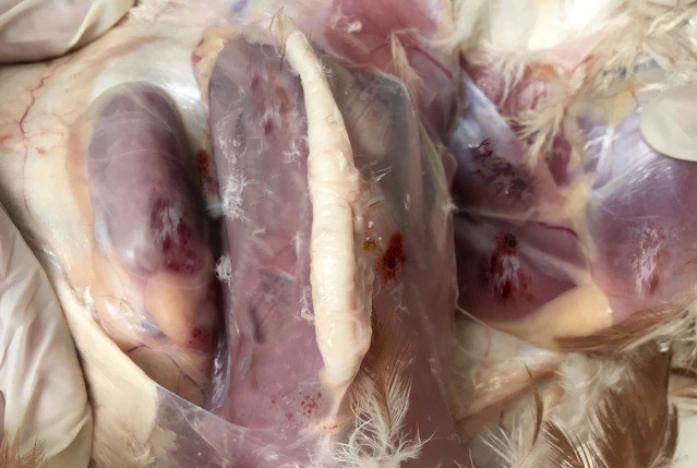 6 Krovovylyvy v stehnovykh ta hrudnykh miazakh