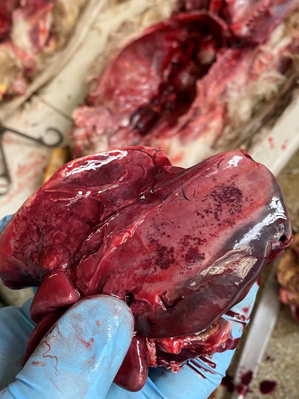 7 Krovovylyvy pid hlissonovoiu kapsuloiu pechinky