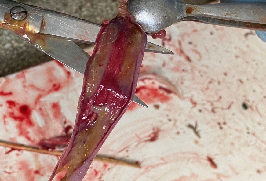 8 Геморагічний ентерит