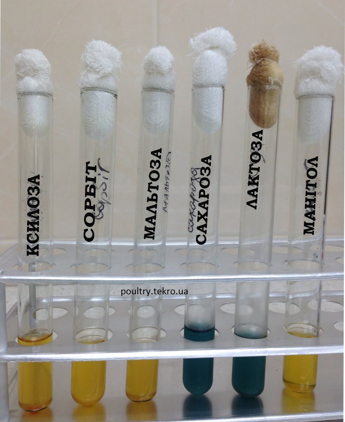 Bіohіmіchnі vlastivostі S. pullorum ne fermentuє saharozu і laktozu