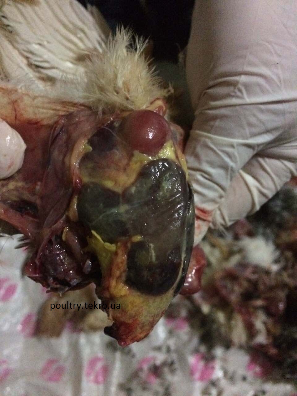 Fіbrinoznij perigepatit u 10 dobovogo kurchatka