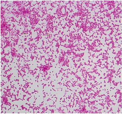 Gram pozitivnі stafіlokoki otrimanі іz zhovtkovogo mіshka kultivovanі na seredovishhі MPA