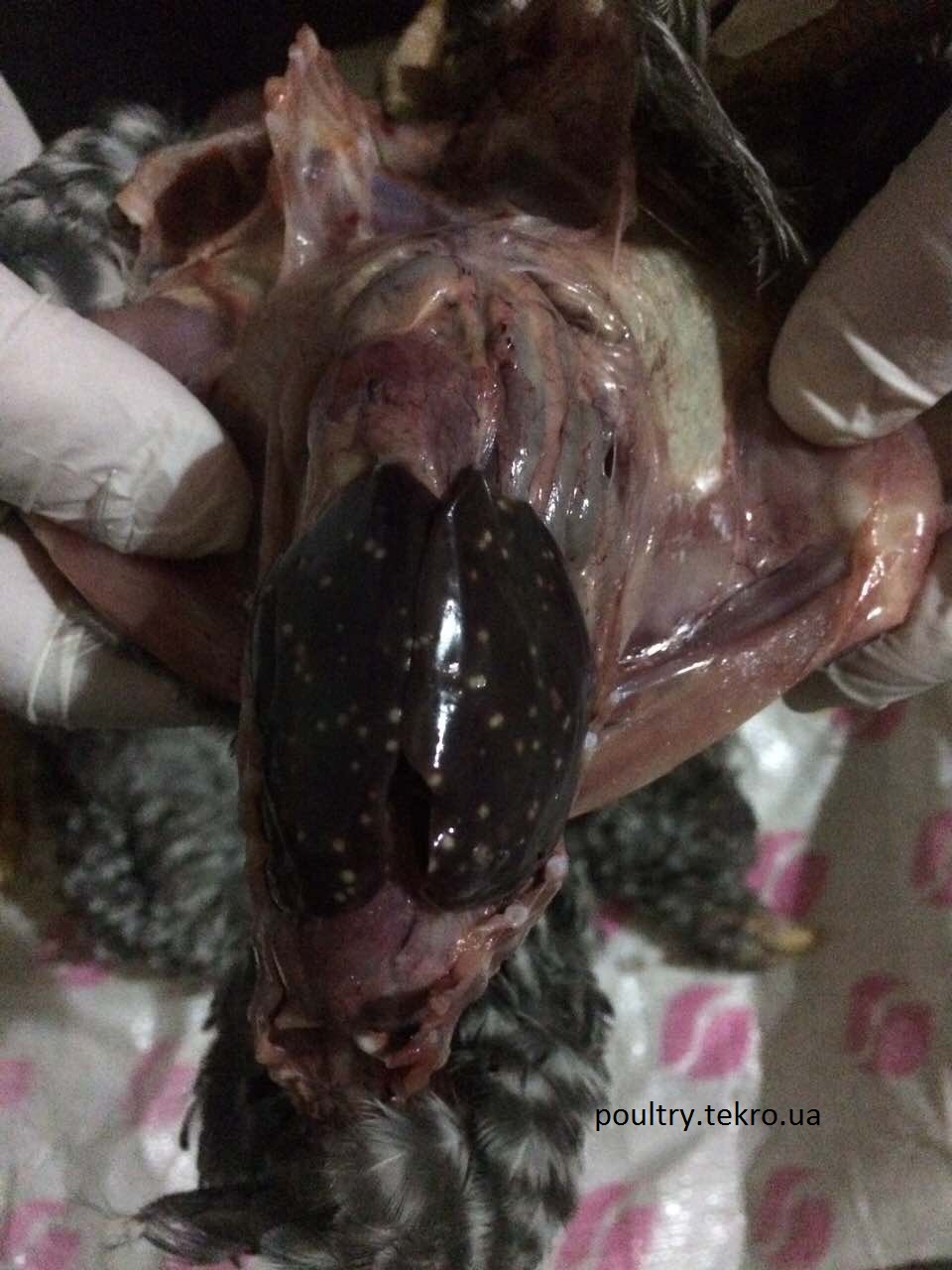 Mіlіarnі nekrozi na pechіncі 10 dobovogo kurchatka