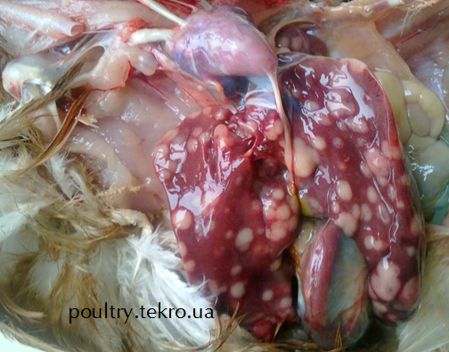 Utvorennya puxlyn v parenximi pechinky