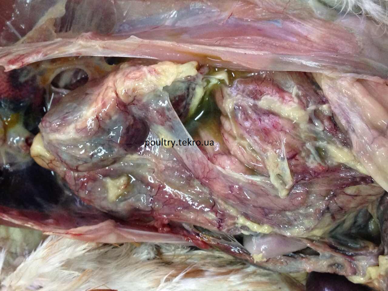 Zhovtkovij peritonіt u kurki-nesuchki 210 dennogo vіku