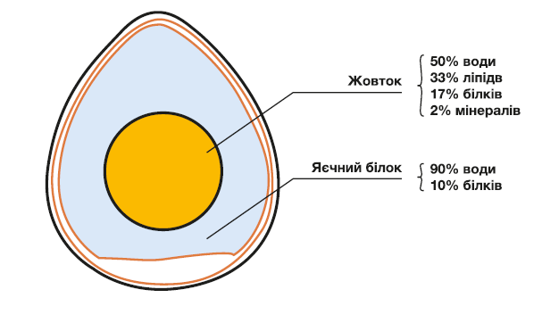 Osnovni komponenty zhovtka bilka yayzhya