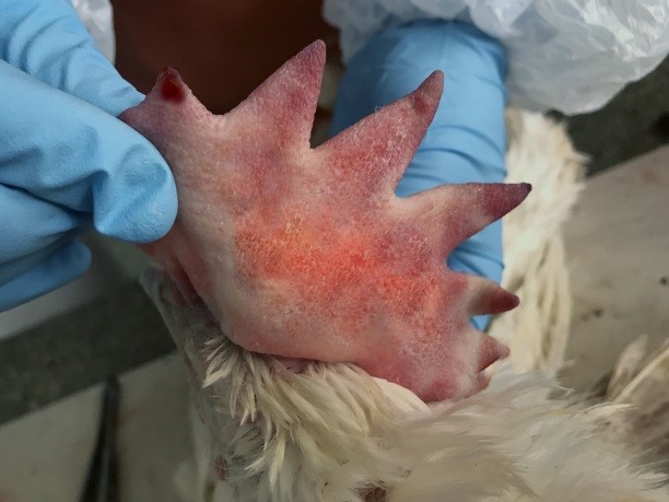 2 Nekroz kinchykiv hrebenia