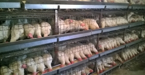 ВЗАЄМОЗВ&#039;ЯЗОК МІЖ ГОДІВЛЕЮ ТА ІНФЕКЦІЙНОЮ ПАТОЛОГІЄЮ ПТИЦІ