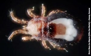 ЧЕРВОНІ КЛІЩІ В ТВАРИННИЦЬКИХ ПРИМІЩЕНЬ. ЯК З НИМИ БОРОТИСЬ?