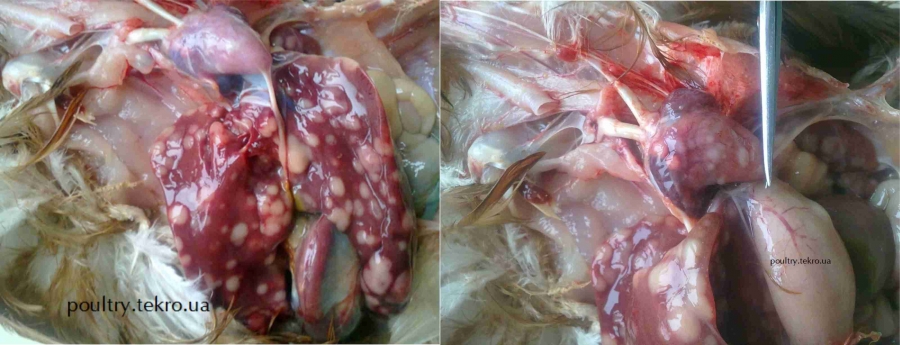 ХВОРОБА МАРЕКА: ПАТОЛОГОАНАТОМІЧНІ ТА ГІСТОЛОГІЧНІ ЗМІНИ В ОРГАНАХ КУРЕЙ