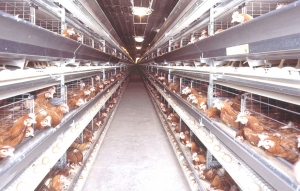 ДЕЗІНФЕКЦІЯ ПТАХІВНИЧИХ ПРИМІЩЕНЬ ЯК ЗАСІБ ПРОФІЛАКТИКИ ІНФЕКЦІЙНИХ ЗАХВОРЮВАНЬ ПТИЦІ