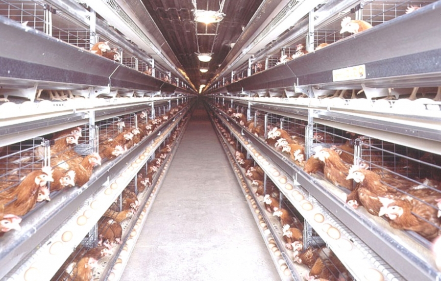 ДЕЗІНФЕКЦІЯ ПТАХІВНИЧИХ ПРИМІЩЕНЬ ЯК ЗАСІБ ПРОФІЛАКТИКИ ІНФЕКЦІЙНИХ ЗАХВОРЮВАНЬ ПТИЦІ