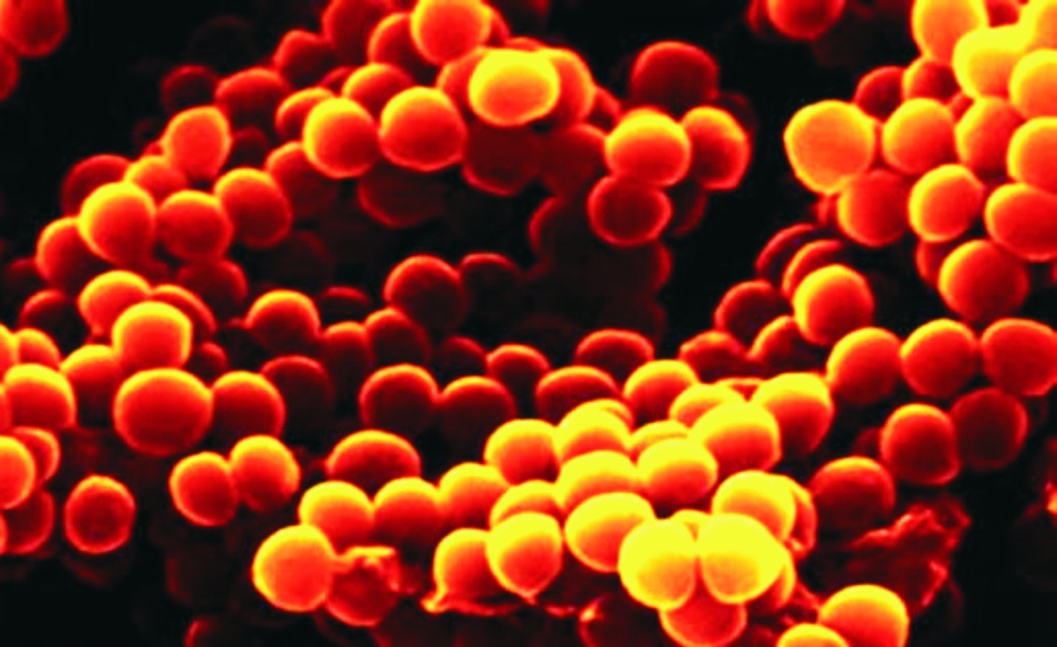 СТАФІЛОКОКОЗ ПТИЦІ