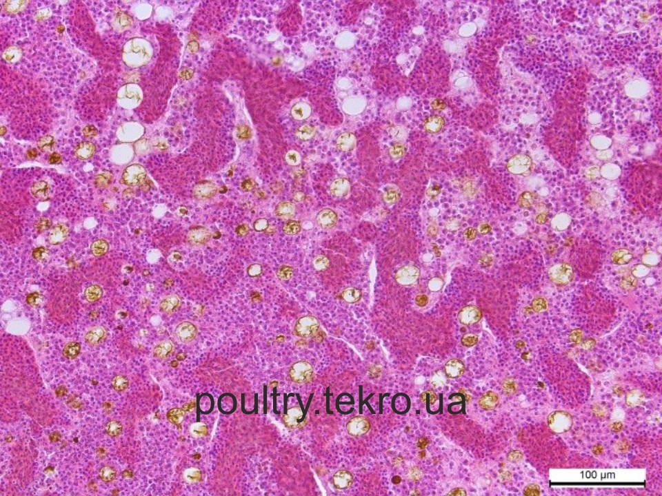 МОРФОЛОГІЯ ІНФЕКЦІЙНІЙНОЇ АНЕМІЇ КУРЕЙ