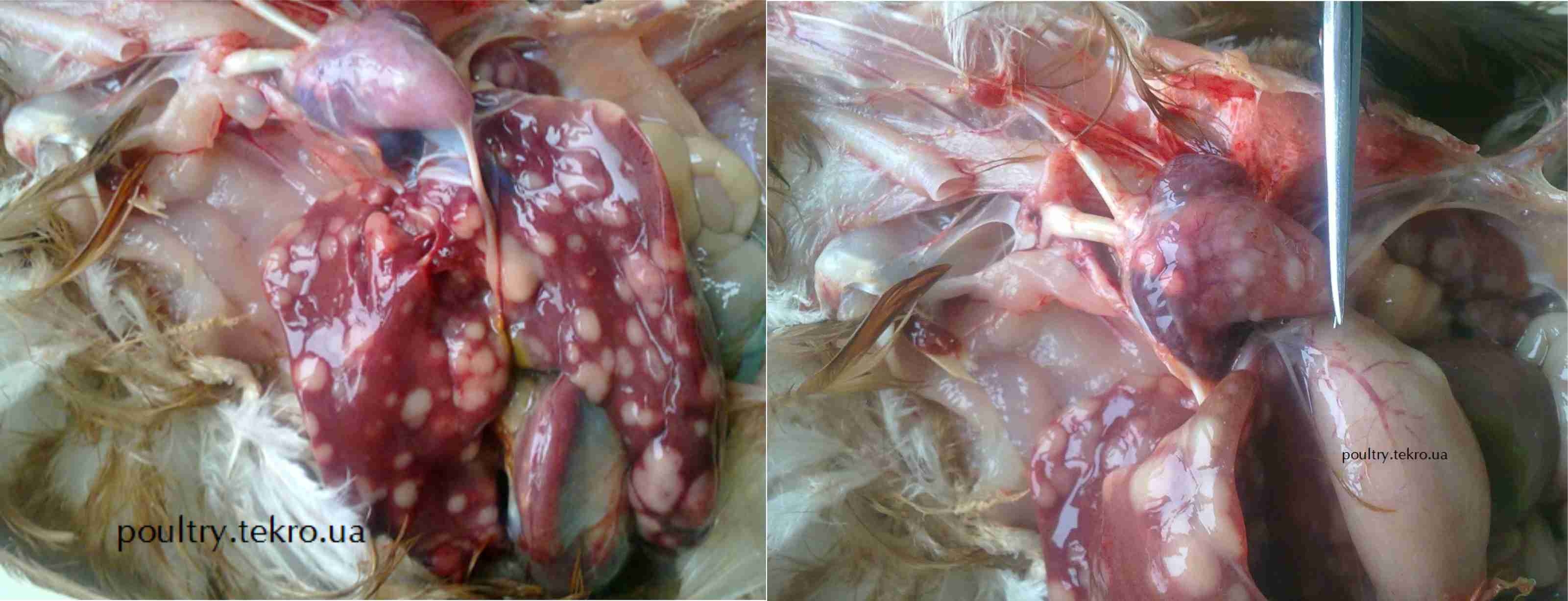 ХВОРОБА МАРЕКА: ПАТОЛОГОАНАТОМІЧНІ ТА ГІСТОЛОГІЧНІ ЗМІНИ В ОРГАНАХ КУРЕЙ