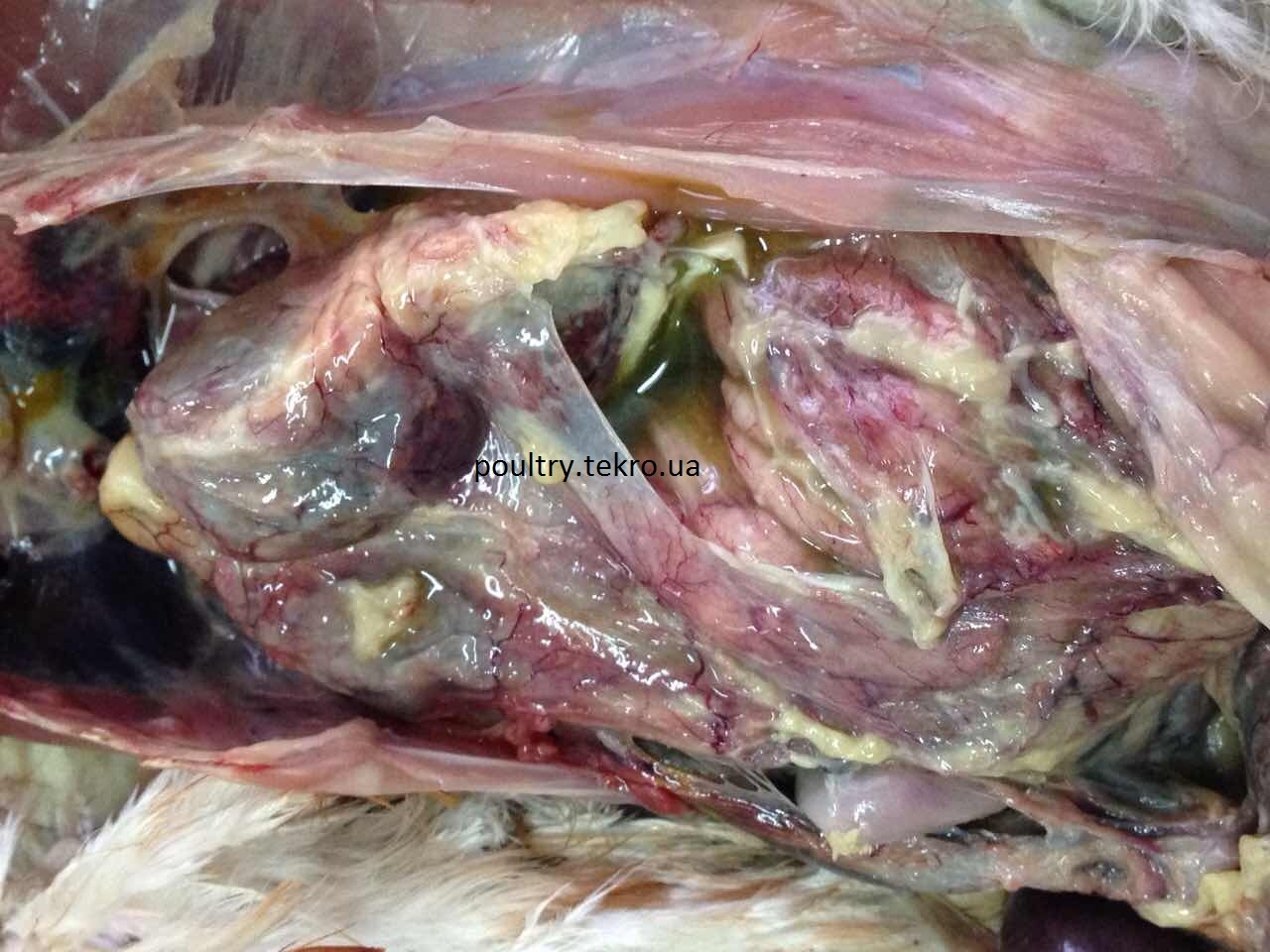 САЛЬМОНЕЛЬОЗ